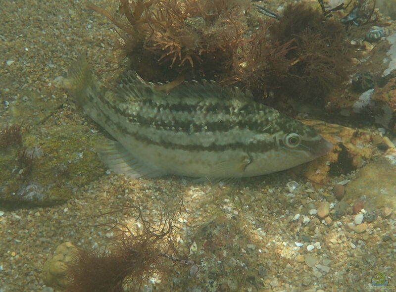 Symphodus bailloni im Aquarium halten (Einrichtungsbeispiele für Schuppenwangen-Lippfisch)  - Symphodus-bailloniaquarium