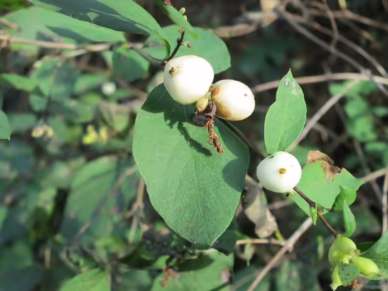 Symphoricarpos albus im Garten pflanzen (Einrichtungsbeispiele mit Schneebeeren)