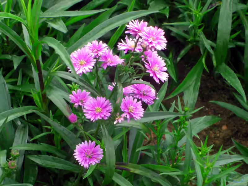 Symphyotrichum novi-belgii im Garten pflanzen (Einrichtungsbeispiele mit Neubelgische Aster)