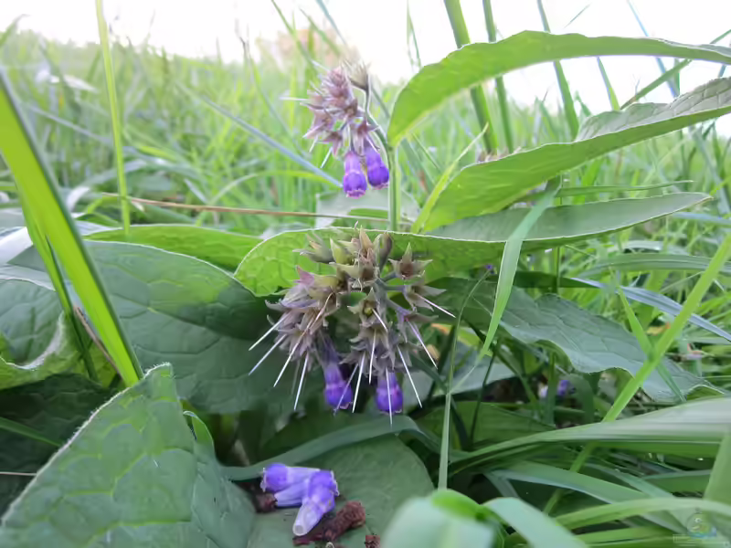 Symphytum officinale am Gartenteich (Einrichtungsbeispiele mit Echter Beinwell)