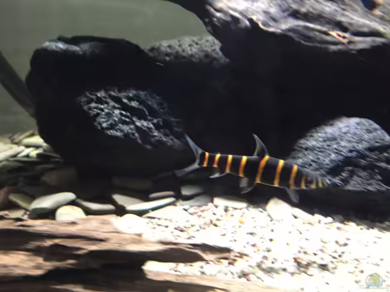 Synaptolaemus latofasciatus im Aquarium halten (Einrichtungsbeispiele mit Ringelsocken-Kopfsteher)