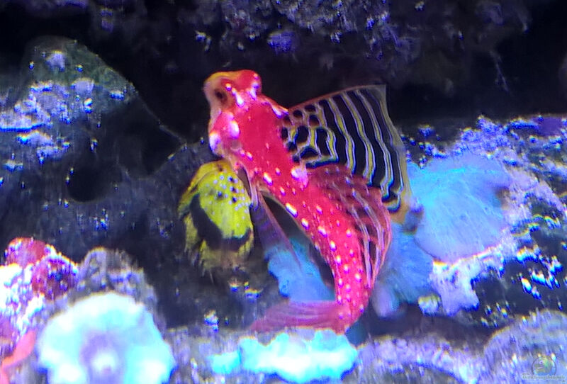 Synchiropus sycorax im Aquarium halten (Einrichtungsbeispiele für Roter Mandarinfisch)  - Synchiropus-sycorax-slnkaquarium