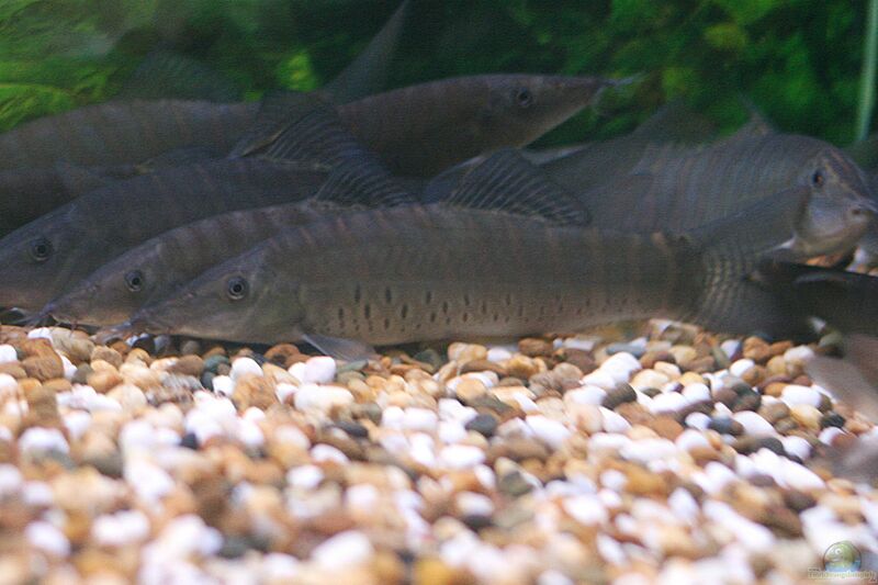 Syncrossus helodes im Aquarium halten (Einrichtungsbeispiele für Tigerschmerlen)