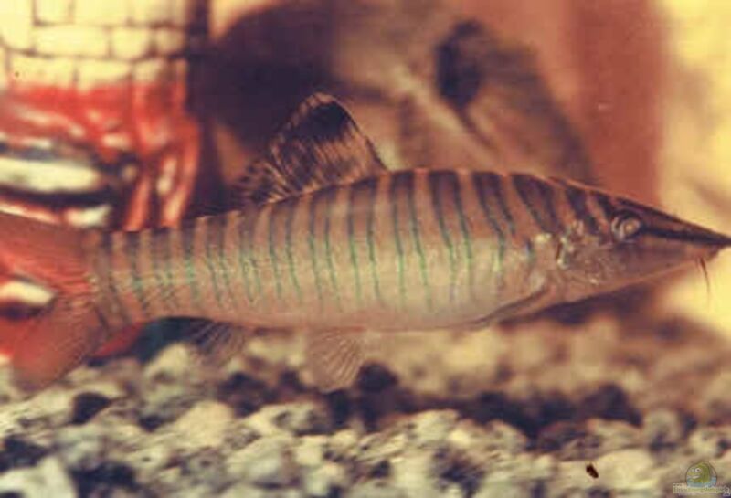 Syncrossus hymenophysa im Aquarium halten (Einrichtungsbeispiele für Grüne Tigerschmerlen)  - Syncrossus-hymenophysaaquarium