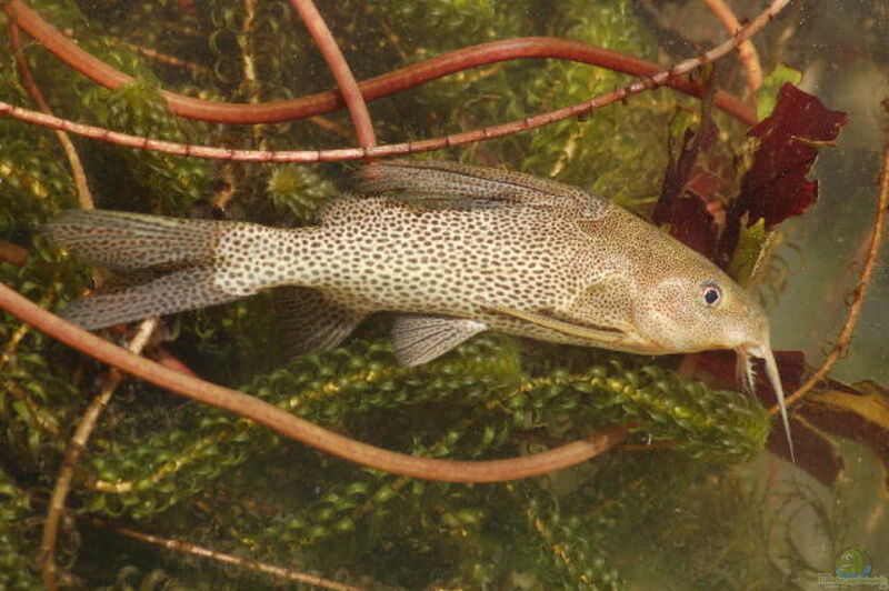 Synodontis leopardinus im Aquarium halten (Einrichtungsbeispiele für Leoparden-Fiederbartwels)  - Synodontis-leopardinusaquarium