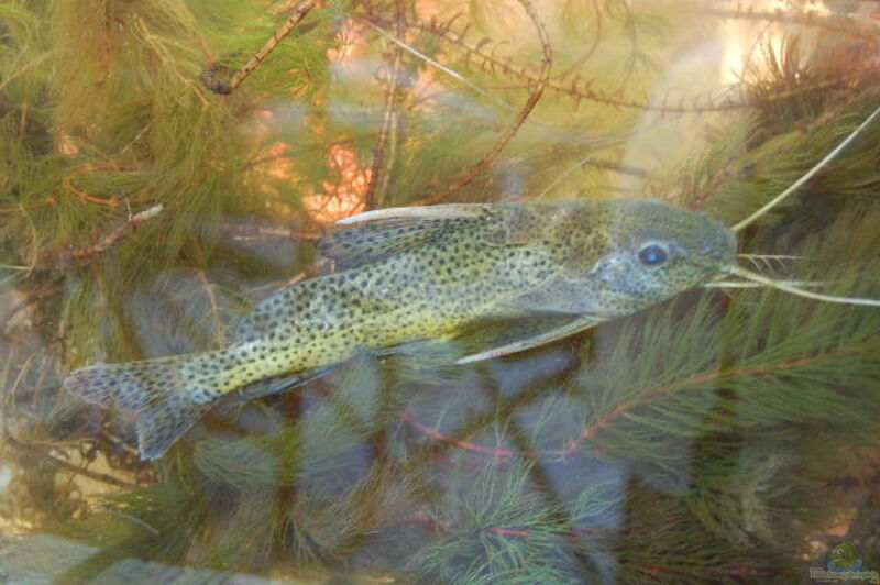 Synodontis nigromaculatus im Aquarium halten (Einrichtungsbeispiele für Synodontis nigromaculatus)