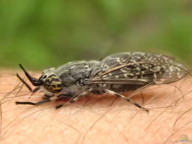 Bremsen im Garten (Einrichtungsbeispiele mit Tabanidae)