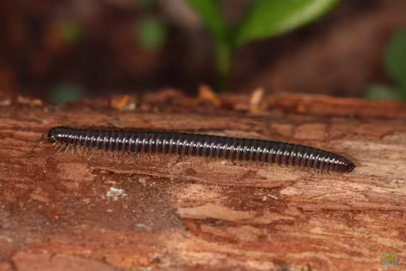 Tachypodoiulus niger im Garten (Einrichtungsbeispiele mit Schwarzer Schnurfüßer)