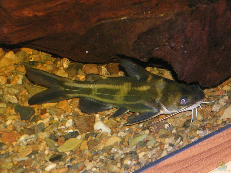 Tachysurus fulvidraco im Aquarium halten (Einrichtungsbeispiele für Tachysurus fulvidraco)