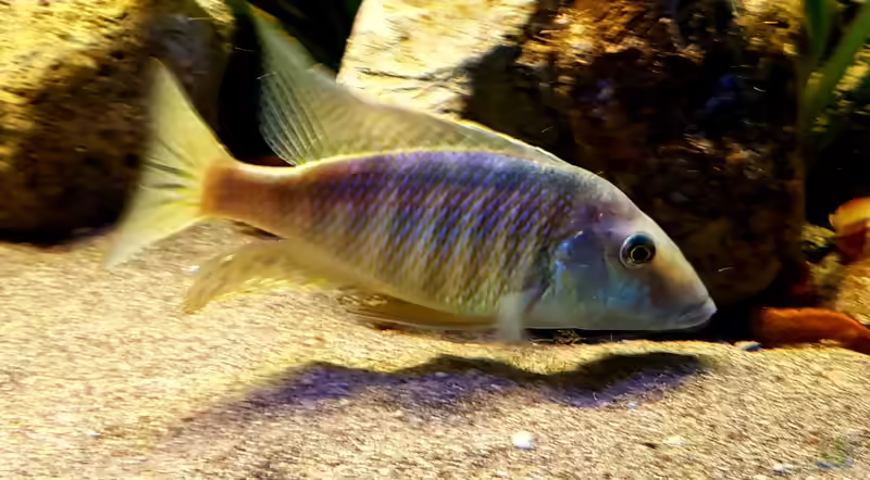 Taeniolethrinops: Sandbewohner aus dem Malawisee für große Aquarien (Einrichtungsbeispiele mit Taeniolethrinops-Arten)
