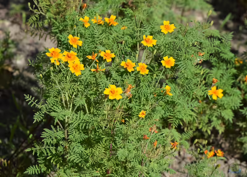 Tagetes tenuifolia am Gartenteich (Einrichtungsbeispiele mit Fadenringelblume)