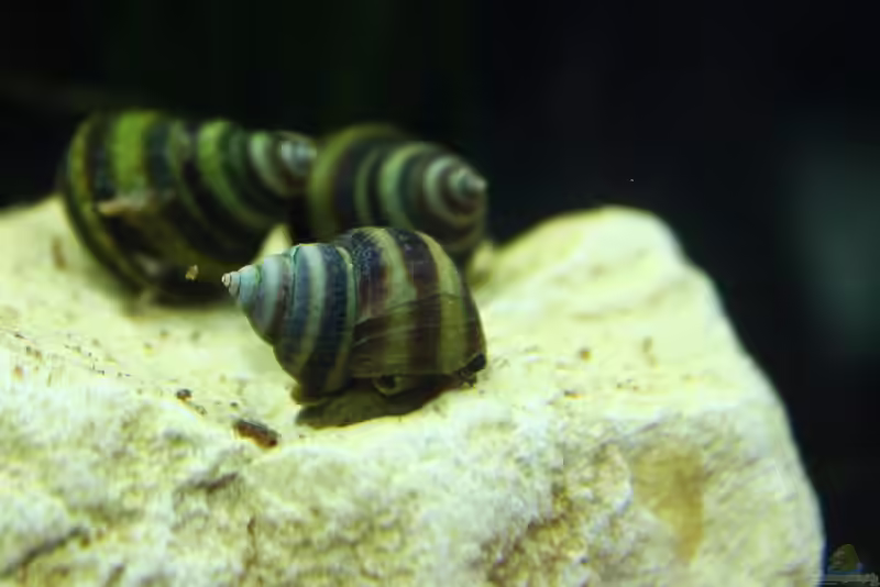 Taia naticoides im Aquarium halten (Einrichtungsbeispiele mit Pinselalgen-Schnecke)