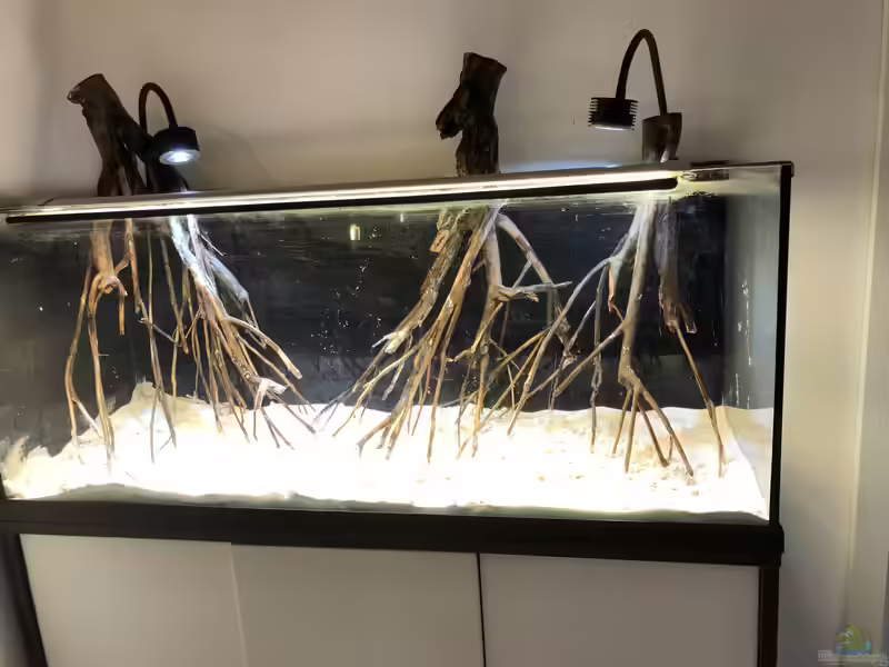 Talawa Holz als Deko im Aquarium (Einrichtungsbeispiele mit Talawa Wood)