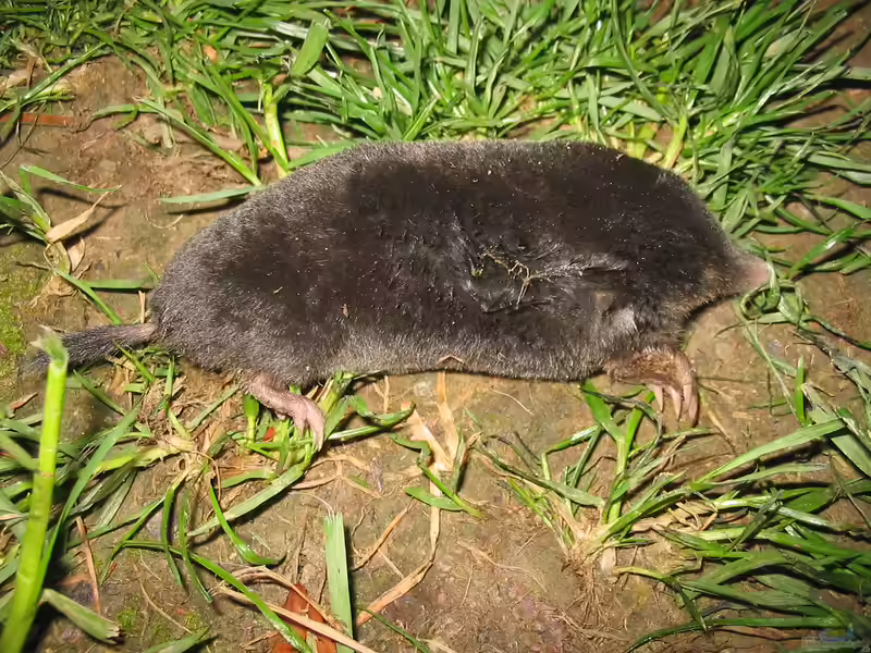 Talpidae im Garten (Gärten mit Maulwürfen)