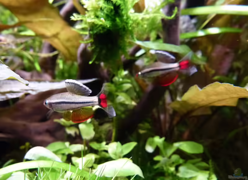 Tanichthys albonubes im Aquarium halten (Einrichtungsbeispiele mit Kardinalfischen)