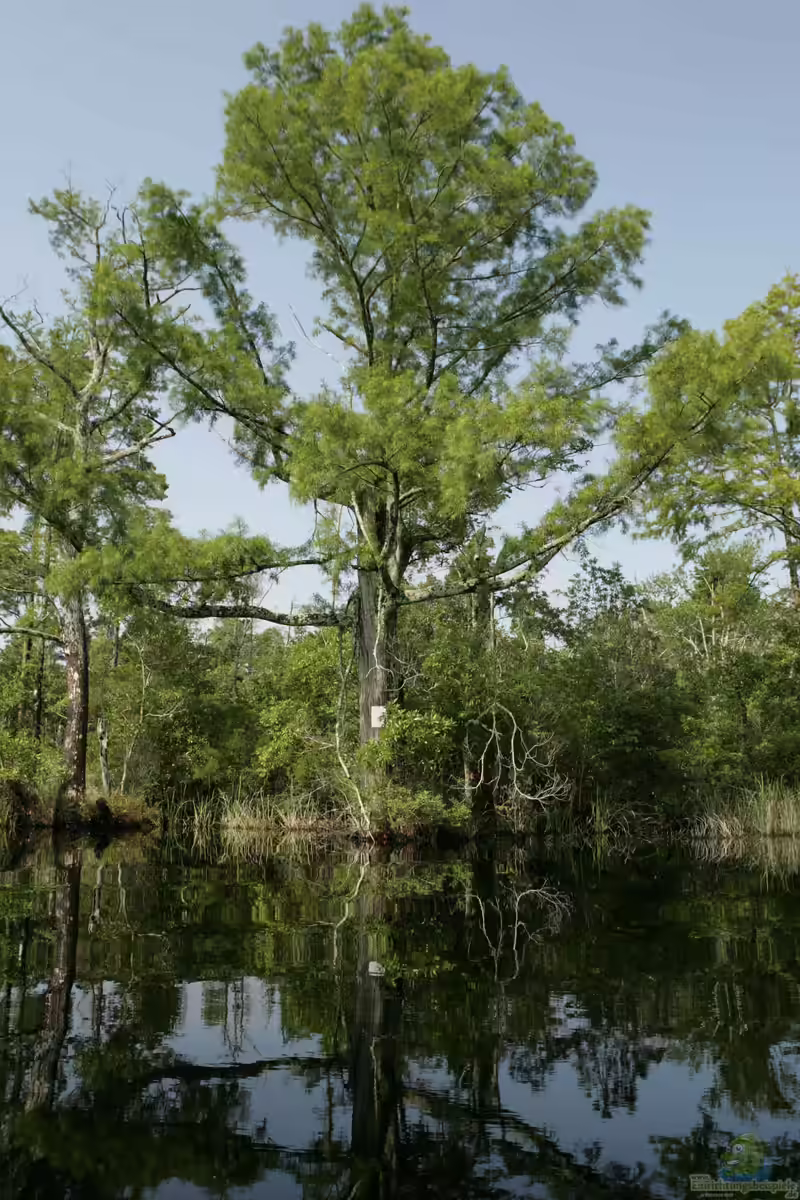 Taxodium distichum am Gartenteich pflegen (Einrichtungsbeispiele mit Echte Sumpfzypresse)