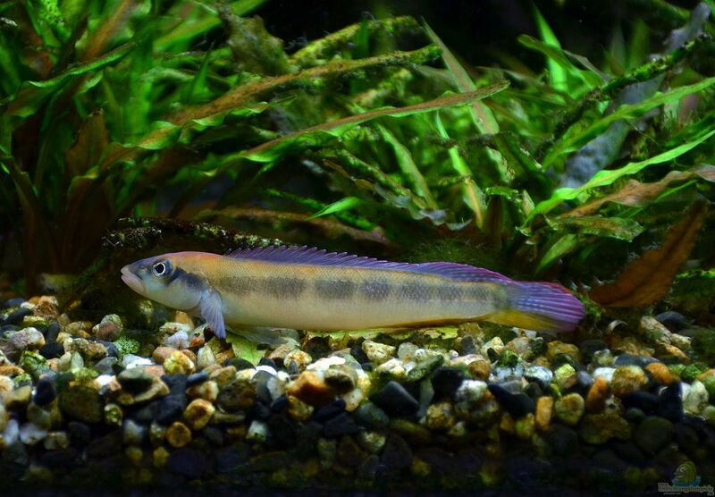 Teleocichla prionogenys im Aquarium halten (Einrichtungsbeispiele für Teleocichla prionogenys)