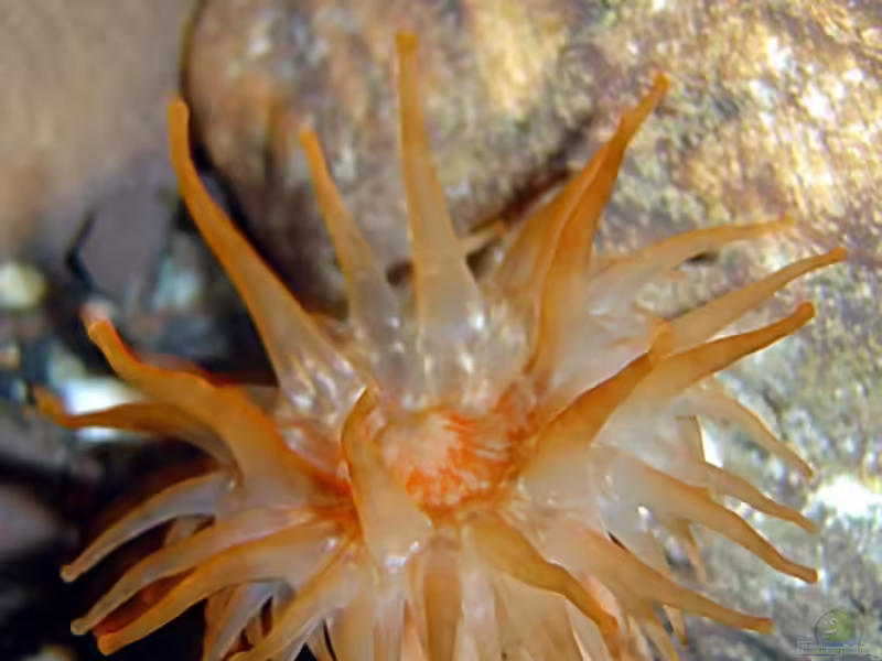 Telmatactis forskalii im Aquarium halten (Einrichtungsbeispiele für Forskals Keulenanemone)