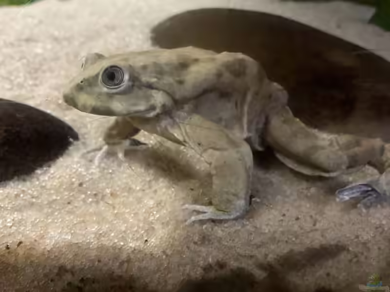 Telmatobius culeus im Terrarium halten (Einrichtungsbeispiele mit Titicaca-Riesenfrosch)