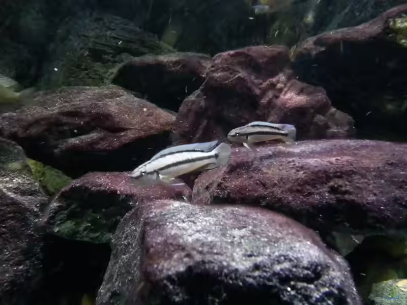 Telmatochromis: Kleine Charakterbuntbarsche aus dem Tanganjikasee (Einrichtungsbeispiele mit Telmatochromis-Arten)