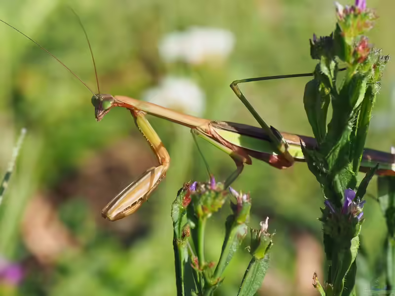 Tenodera sinensis im Terrarium halten (Einrichtungsbeispiele für Große Chinesen-Mantis)