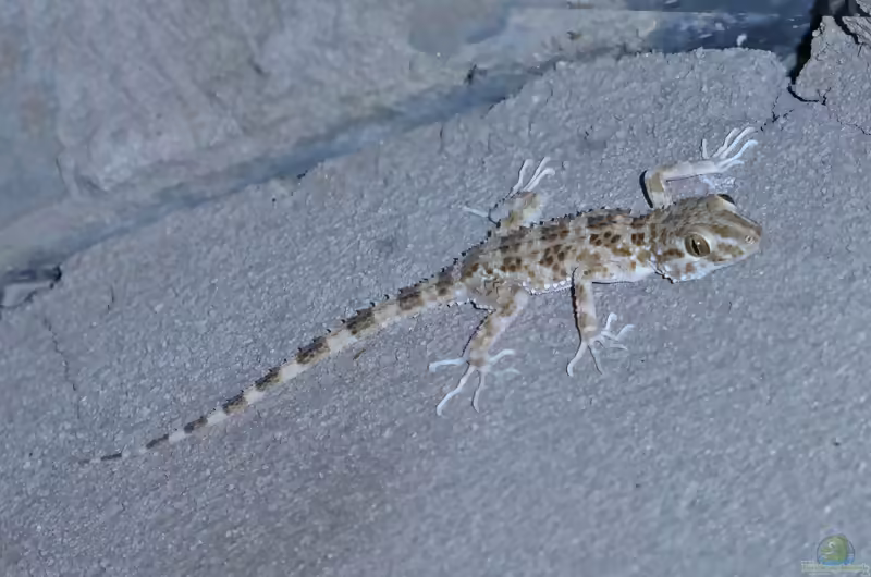 Kaspischer Nacktfingergecko - Tenuidactylus caspius: Haltung, Lebensraum und Pflege im Terrarium (Einrichtungsbeispiele mit Tenuidactylus caspius)