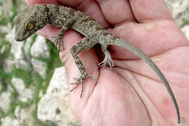 Fedtschenkos Nacktfingergecko: Tenuidactylus fedtschenkoi im Terrarium halten (Einrichtungsbeispiele mit Tenuidactylus fedtschenkoi)