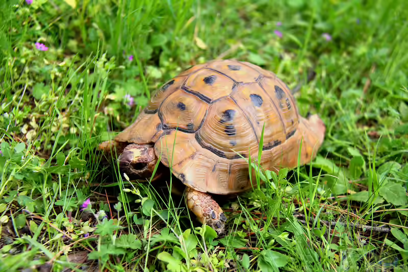 Testudo graeca im Terrarium halten (Einrichtungsbeispiele für Maurische Landschildkröte)