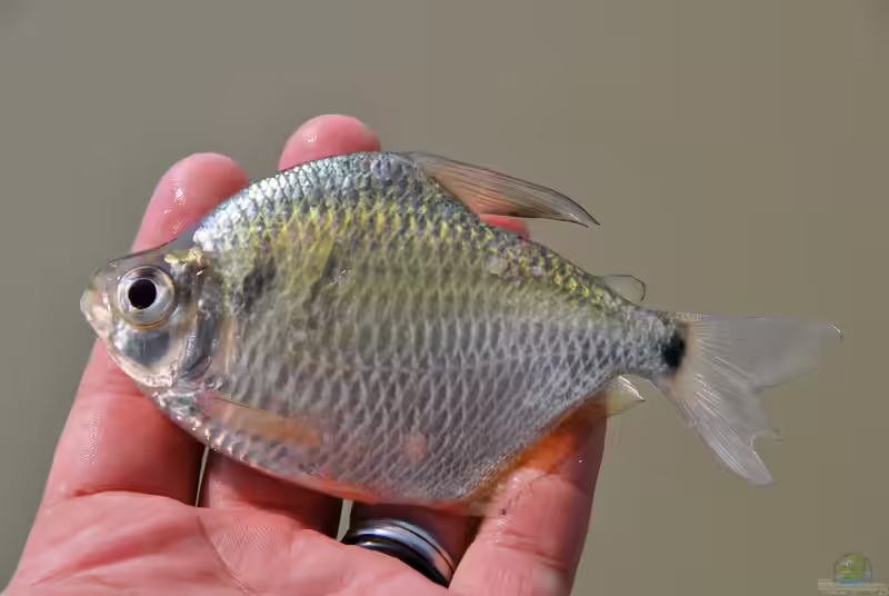 Tetragonopterus argenteus im Aquarium halten (Einrichtungsbeispiele für Schillersalmler)