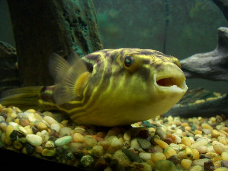 Tetraodon lineatus im Aquarium halten (Einrichtungsbeispiele für Nil-Kugelfische)  - Tetraodon-lineatusaquarium