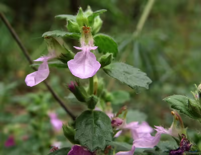 Teucrium chamaedrys im Garten pflanzen (Einrichtungsbeispiele mit Edel-Gamander)
