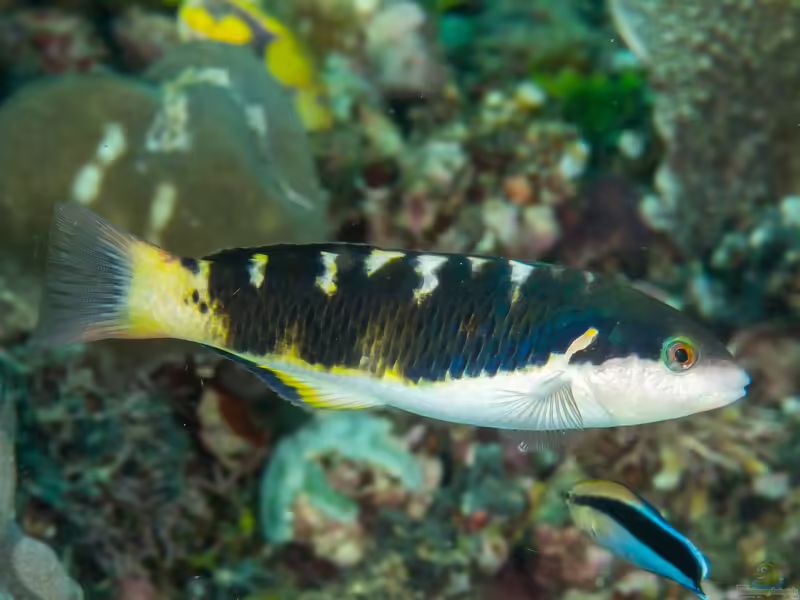 Thalassoma jansenii im Aquarium halten (Einrichtungsbeispiele für Janssens Lippfisch)