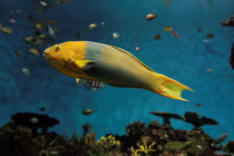 Thalassoma lutescens im Aquarium halten (Einrichtungsbeispiele für Gelb-Brauner Lippfisch)