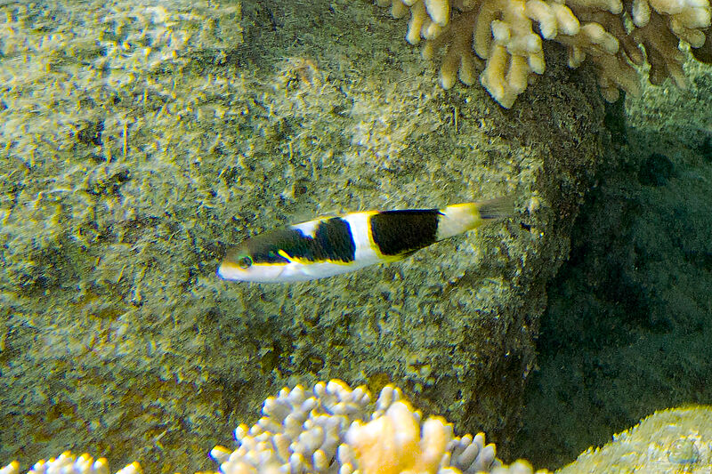 Thalassoma nigrofasciatum im Aquarium halten (Einrichtungsbeispiele für Schwarzstreifen Lippfisch)  - Thalassoma-nigrofasciatumaquarium