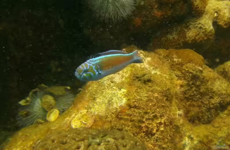 Thalassoma noronhanum im Aquarium halten (Einrichtungsbeispiele für Noronha Lippfisch)