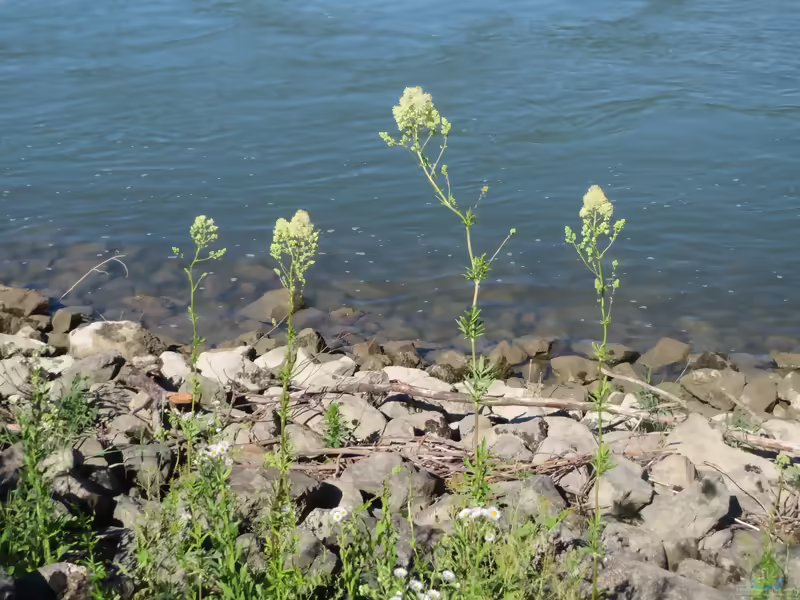 Gelbe Wiesenraute: Thalictrum flavum im Garten pflanzen (Einrichtungsbeispiele mit Thalictrum flavum)