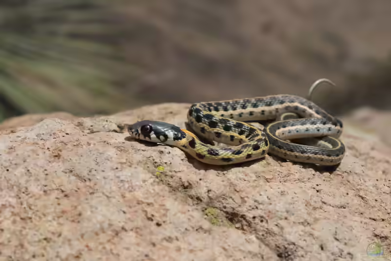 Thamnophis cyrtopsis im Terrarium halten (Einrichtungsbeispiele mit Gefleckte Strumpfbandnatter)