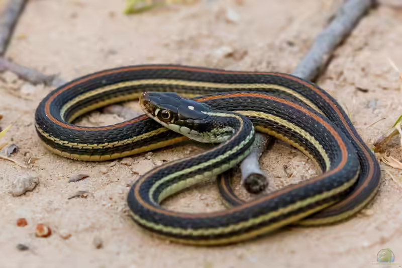Thamnophis proximus im Terrarium halten (Einrichtungsbeispiele mit Westliche Bändernatter)