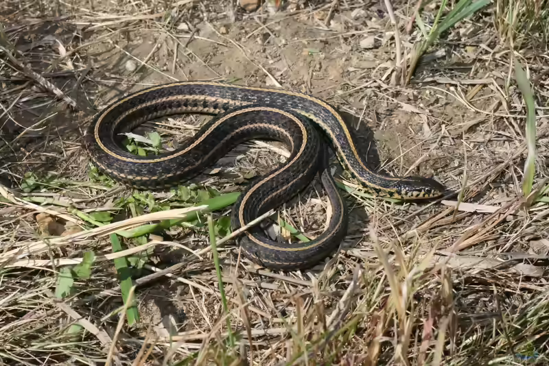 Thamnophis radix im Terrarium halten (Einrichtungsbeispiele mit Prärie-Strumpfbandnatter)