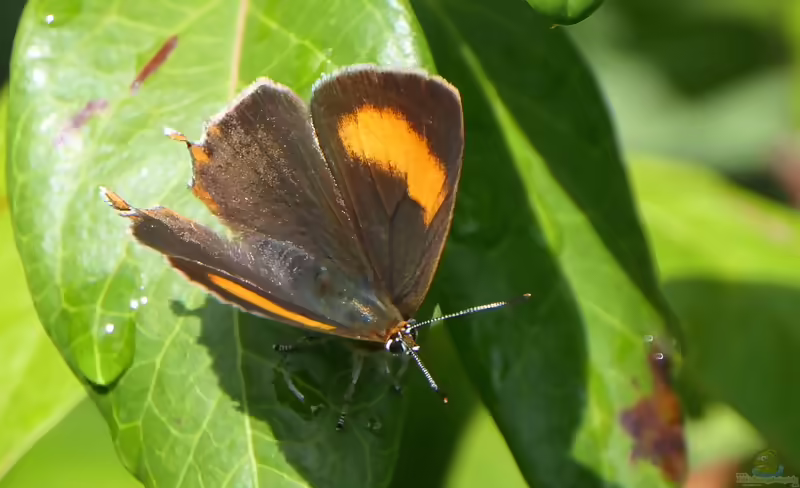 Nierenfleck-Zipfelfalter: Thecla betulae im Garten (Einrichtungsbeispiele mit Thecla betulae)