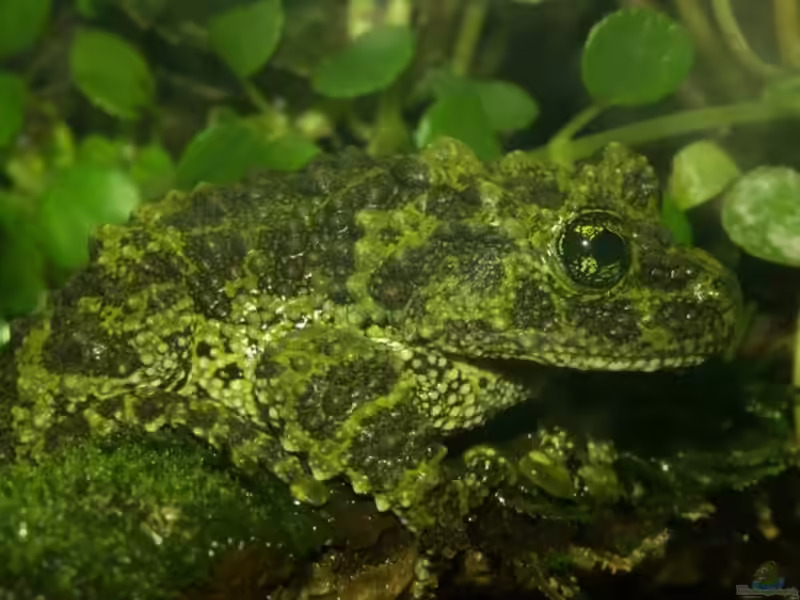 Theloderma corticale im Terrarium halten (Einrichtungsbeispiele mit Vietnamesischer Moosfrosch)