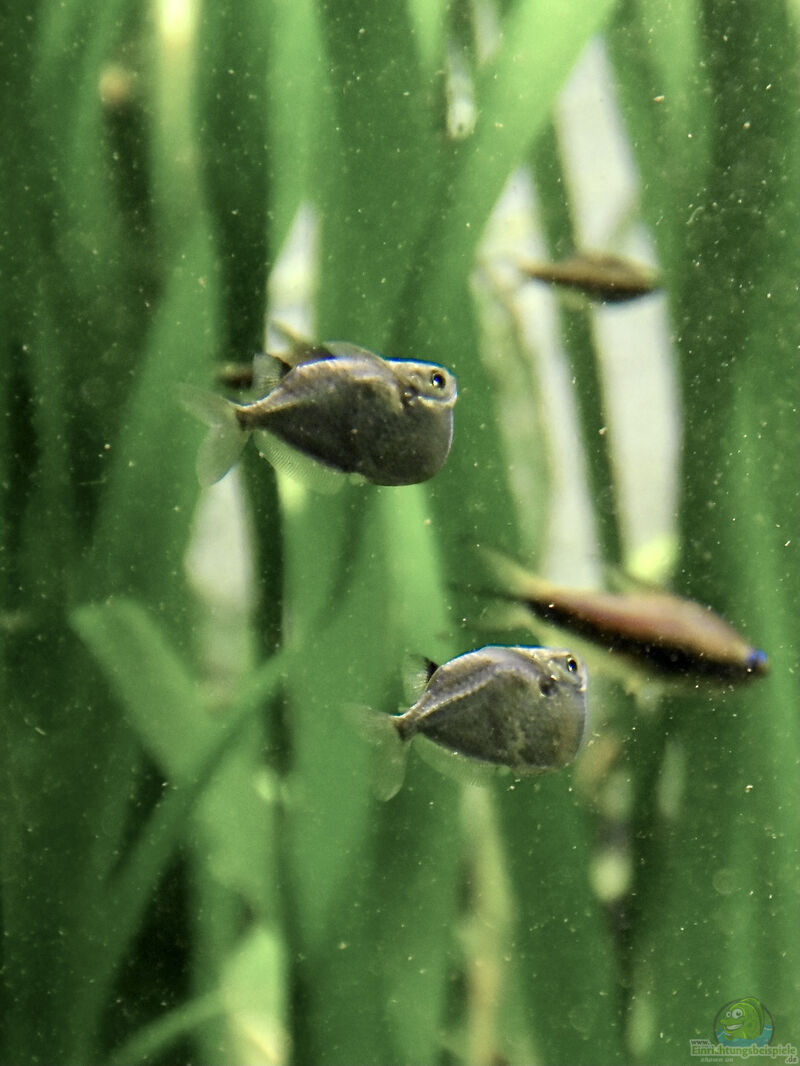 Thoracocharax stellatus im Aquarium halten (Einrichtungsbeispiele für Diskusbeilbauchfisch)  - Thoracocharax-stellatusaquarium