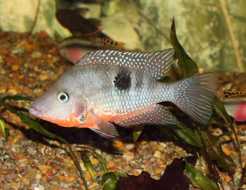 Thorichthys meeki im Aquarium halten (Einrichtungsbeispiele mit Feuermaulbuntbarsch)