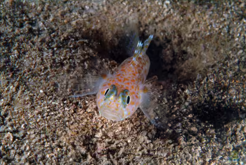 Thorogobius macrolepis im Aquarium halten (Einrichtungsbeispiele für Kleine Leopardengrundel)