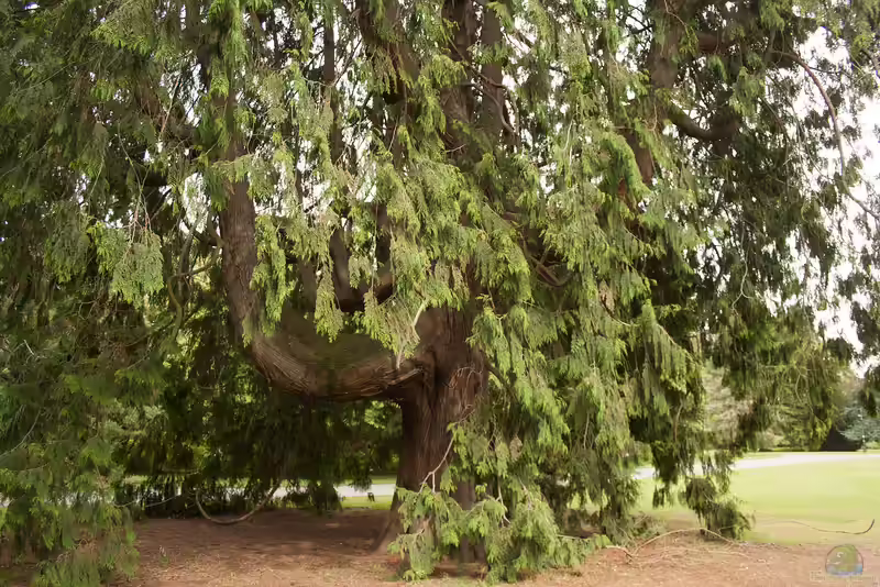 Thuja plicata im Garten pflanzen (Einrichtungsbeispiele mit Riesen-Lebensbaum)