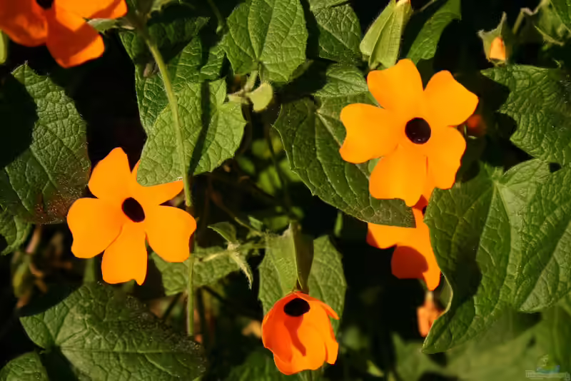 Thunbergia alata im Garten pflanzen (Einrichtungsbeispiele mit Schwarzäugige Susanne)