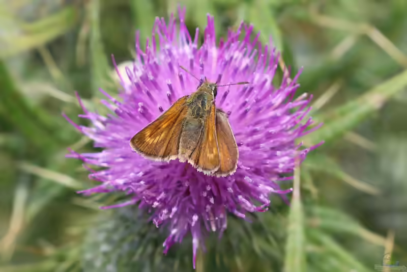 Mattscheckiger Dickkopffalter: Thymelicus acteon im Garten (Einrichtungsbeispiele mit Thymelicus acteon)