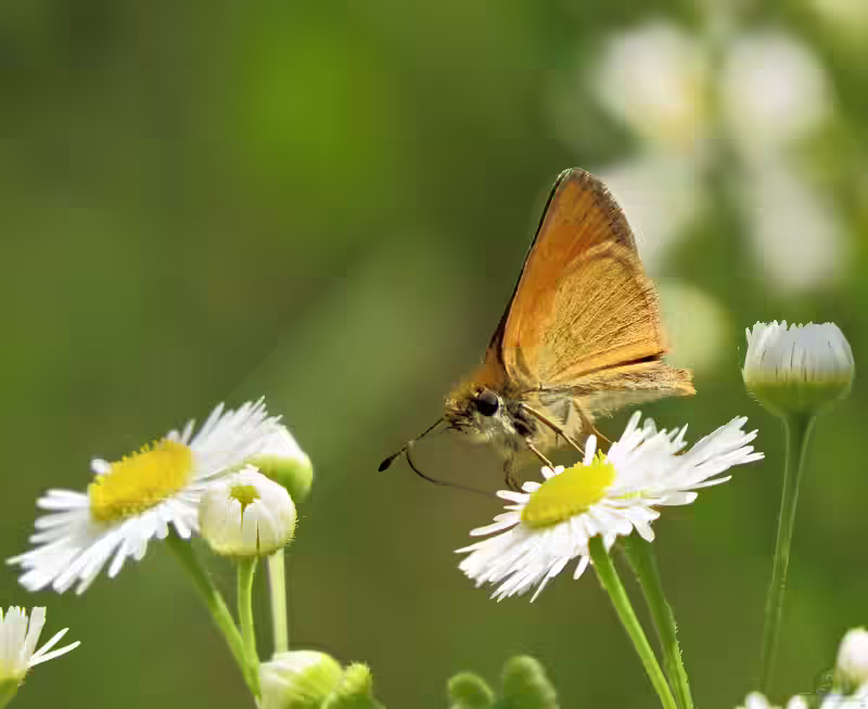 Braunkolbiger Dickkopffalter im Garten (Einrichtungsbeispiele mit Thymelicus sylvestris)