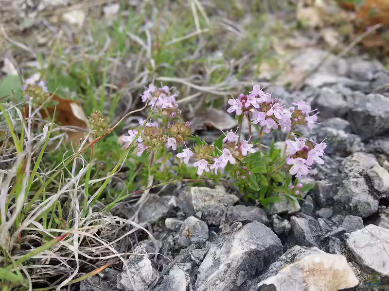 Thymus longicaulis am Gartenteich (Einrichtungsbeispiele mit Langer Thymian)