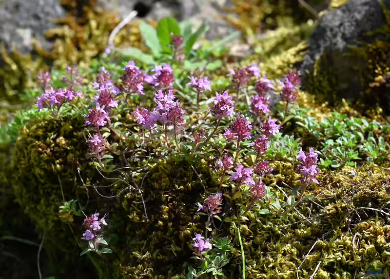 Thymus polytrichus im Garten pflanzen (Einrichtungsbeispiele mit Langhaariger Thymian)